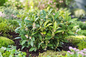 Obraz Sarcococca